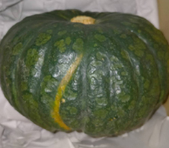 かぼちゃの写真