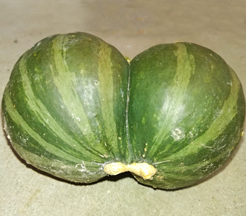 かぼちゃの写真